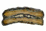 Mammoth Molar Slice With Case - South Carolina #106525-1